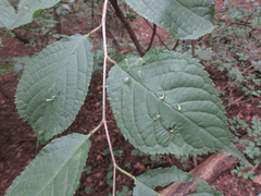 Prunus padus