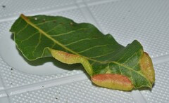 Forda marginata
