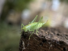 Meconema meridionale