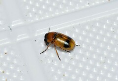 Coptocephala