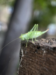 Meconema meridionale