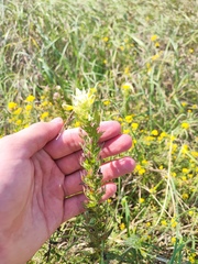 Melampyrum argyrocomum