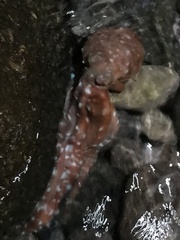 Callistoctopus macropus