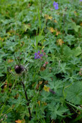 Cirsium simplex