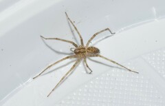 Tegenaria