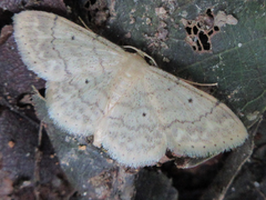 Idaea biselata