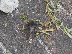 Liris subtessellatus