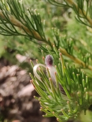 Adenanthos