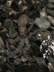 Callistoctopus macropus