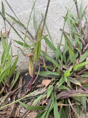 Digitaria ischaemum