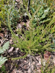Adenanthos