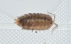 Trachelipus squamuliger