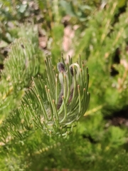 Adenanthos