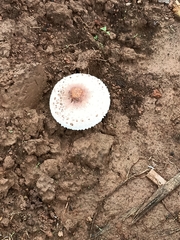 Fungi