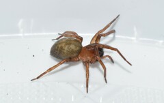Amaurobius