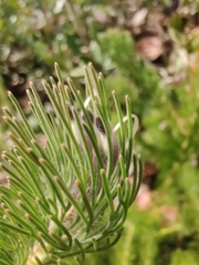 Adenanthos