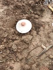 Fungi