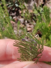 Adenanthos