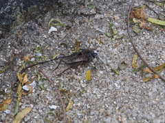 Liris subtessellatus