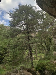 Cupressus lusitanica