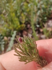 Adenanthos