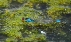 Erythromma viridulum