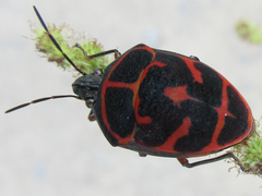 Poecilocoris lewisi