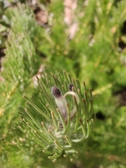 Adenanthos