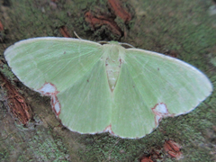 Comibaena procumbaria