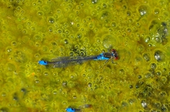 Erythromma viridulum