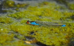 Erythromma viridulum