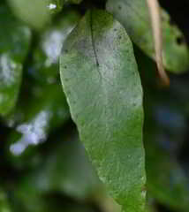 Polypodiopsida