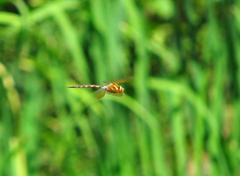 Aeshna grandis