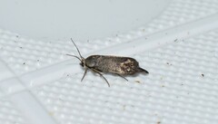 Brachodes