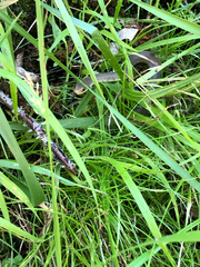 Coluber constrictor mormon