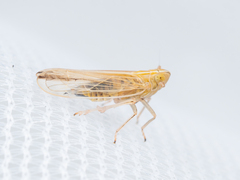 Delphacidae