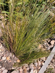 Lomandra