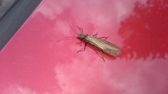Plecoptera