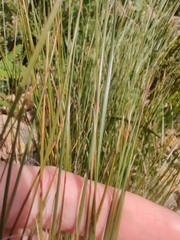 Lomandra