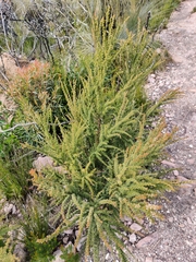 Myrtaceae