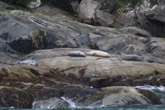 Phoca vitulina richardii