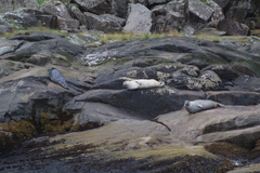 Phoca vitulina richardii