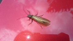 Plecoptera