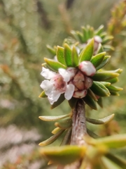 Myrtaceae
