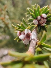 Myrtaceae