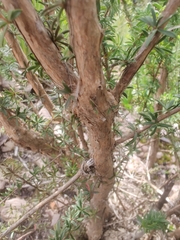 Myrtaceae