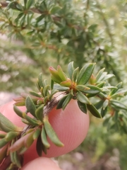Myrtaceae