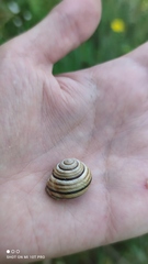 Caucasotachea vindobonensis