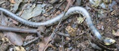 Coeranoscincus reticulatus