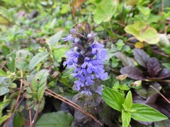 Ajuga
